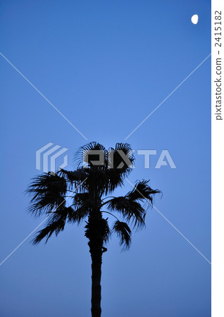 Moon and palm tree Moon and palm tree 2415182