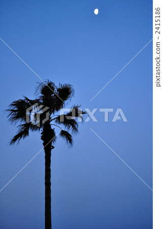 Moon and palm tree Moon and palm tree 2415186