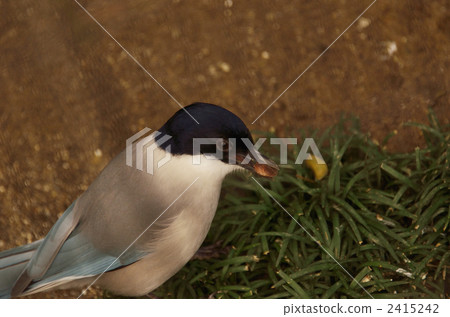 azure-winged magpie, wild bird, bird 2415242