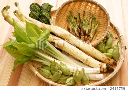 Spring wild plant Spring wild plant 2415759