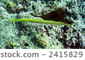 fish, saltwater fish, tropical fish 2415829