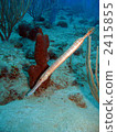 saltwater fish, tropical fish, caribbean 2415855