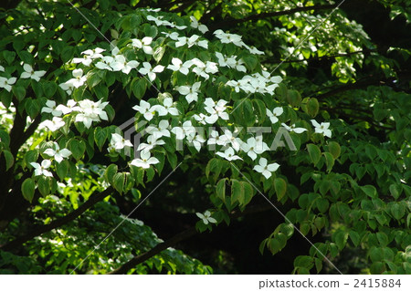 June Yamaboshi · Mizuki family 16 2415884