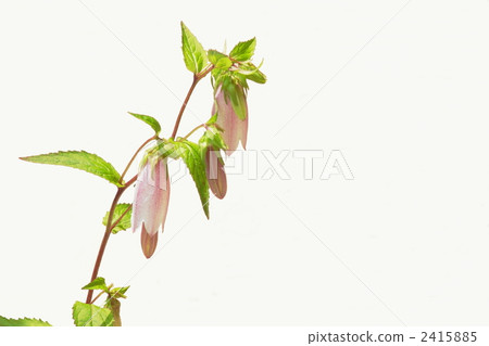 June Yama Hotaru Buchuro和家庭11 2415885