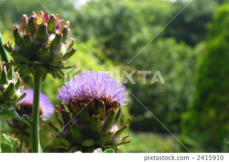 July Artichoke · Asteraceae 45 2415910