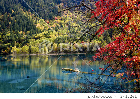 九寨溝的五朵花海 九寨溝的五朵花海 2416261