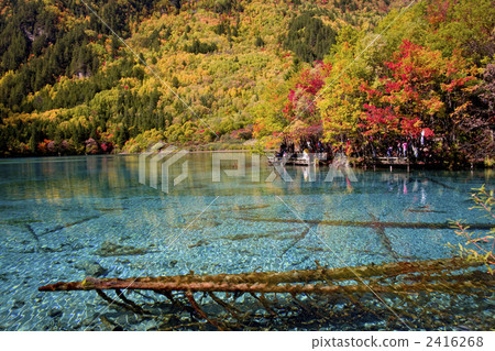 九寨溝的五朵花海 九寨溝的五朵花海 2416268