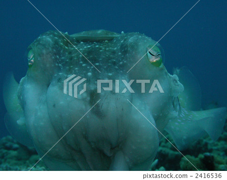 Squid face frontal face Kobushimeikubushimi Squid face frontal face Kobushimeikubushimi 2416536