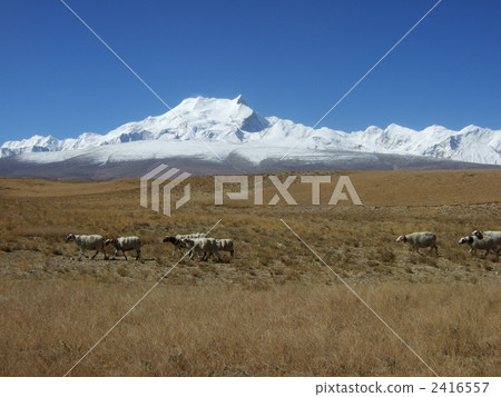 Tibet / Shishapama 2416557