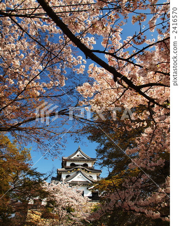 Hikone castle besieged by cherry blossoms 2416570