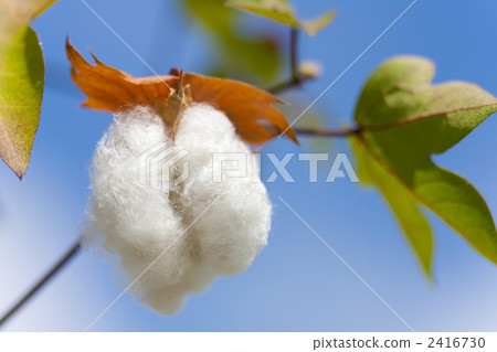 棉花和天空 2416730