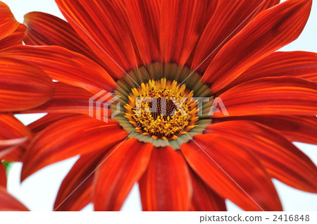 非洲菊 橙色 橙子 2416848