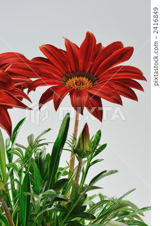 非洲菊 橙色 橙子 2416849