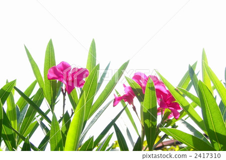 July Lycaenidae and Orchidaceae 08 2417310