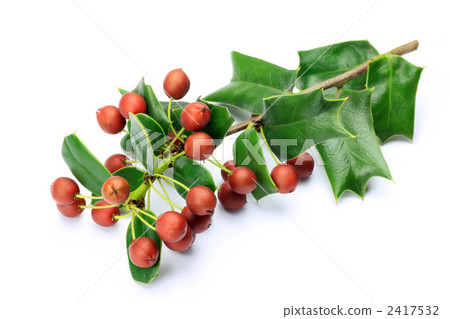 聖誕灑紅節 2417532