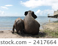 陸生動物 大象 動物 2417664