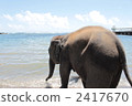 陸生動物 大象 動物 2417670