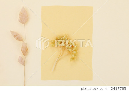 Dried flower  2417765