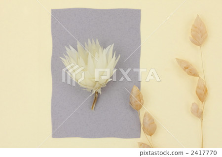 Dried flower  2417770