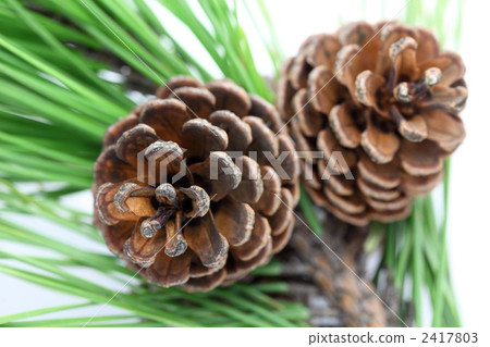 Pinecone Pinecone 2417803