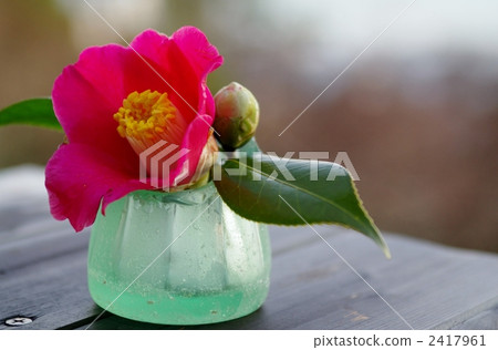 Camellia and glass bottle 2417961