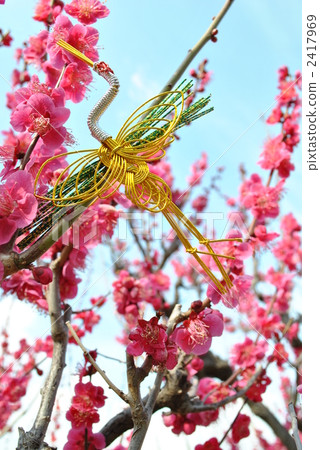 Japanese apricot, mizuhiki cord decoration, ume 2417969