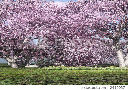 Sakura no Mori Sakura no Mori 2419037