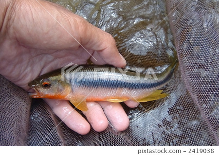 Chub Chub 2419038