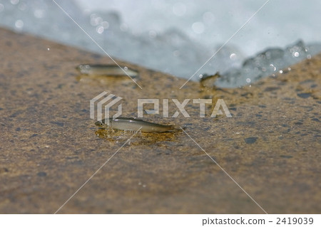 Upstroke of aleuria Upstroke of aleuria 2419039