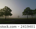 tree, broadleaf tree, morning haze 2419401