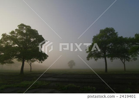 tree, broadleaf tree, morning haze 2419401