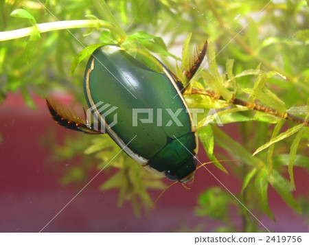 Himefu Chitridenslow 2419756