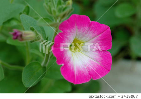 Petunia flower　 2419867