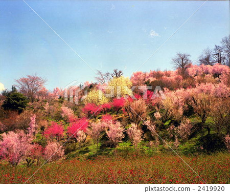 Hundred flowers 2419920