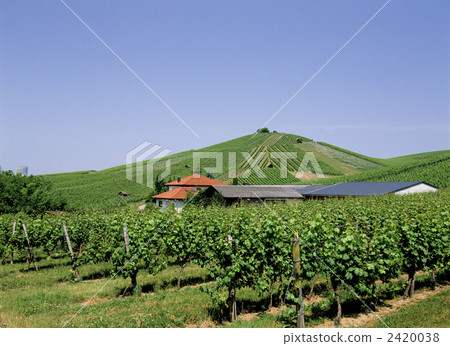 Wine field along the river Neckar Wine field along the river Neckar 2420038