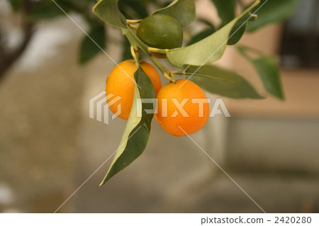 Kumquat 2420280