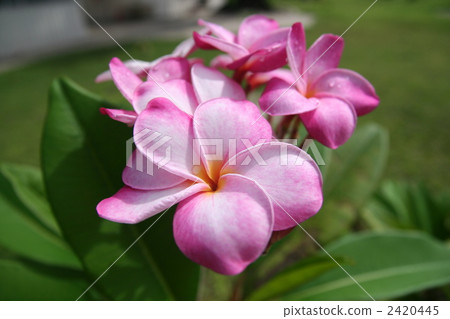 Pink plumeria 2420445