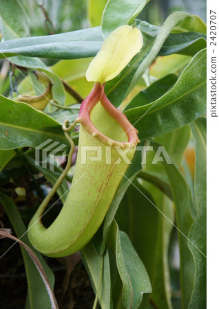 pitcher plant, carnivorous plant, insectivorous plant 2420707