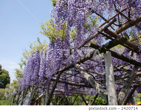 japanese wisteria, kameidoten shrine, kameido heaven shrine 2420714