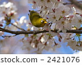 Meiro stuck in cherry blossoms in full bloom 2421076