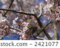 Brown-eared bulbul staying in cherry blossoms in full bloom 2421077