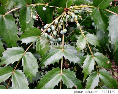 粳稻十大功勞 2421129