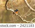 The kingfisher who kills the bait on a branch 2421183