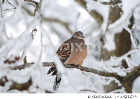 Pheasant in the frost ice 2421274