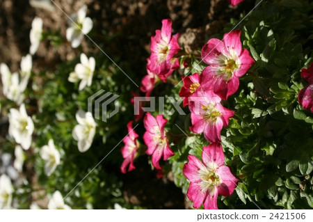 Young cloud grass (Spider musha) 2421506