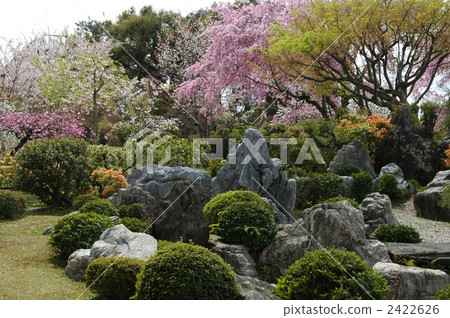 Kyoto Shogun Tsuka Cherry blossoms of Ookido 2422626