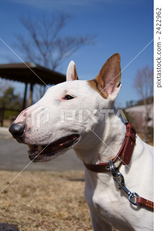 bull terrier, bull terriers, animal 2422962