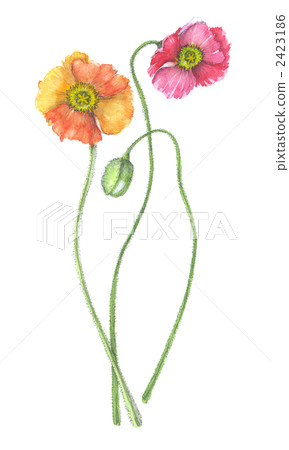 Poppy Poppy 2423186