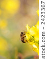 油菜花 油菜 蜜蜂 2423367