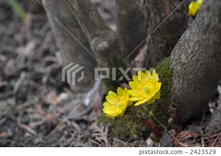 遼吉側金盞花 植物 植物學 2423529